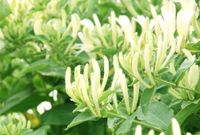 湖南省政府：南北金银花之争或致数千万花农返贫